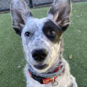Photo of Tilly