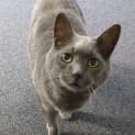 Photo of Puss Puss