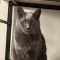 Photo of Puss Puss