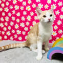 Photo of Caramel   Located In Preston