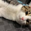 Photo of Minnow