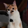 Photo of Freya
