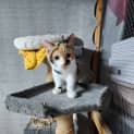 Photo of Freya