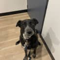 Photo of Riley
