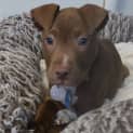 Photo of Rocky