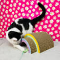 Photo of Portia Located In Northcote