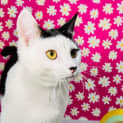 Photo of Portia Located In Northcote