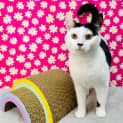 Photo of Portia Located In Northcote