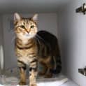 Photo of Delilah