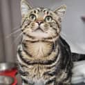Photo of Obi