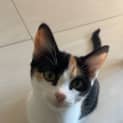 Photo of Chilli