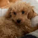 Photo of Sandy