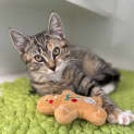 Photo of Gracie