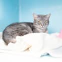 Photo of Binks