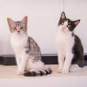 Photo of Sherbert