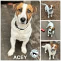 Photo of Acey 