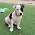 Photo of Crixus