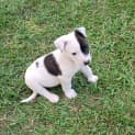 Photo of Crixus