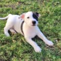 Photo of Crixus