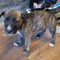 Photo of Odin