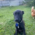 Photo of Midnight