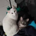 Photo of Lumi / Sheik