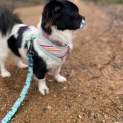 Photo of Mitzi   9 Month Old Shih Tzu (Trial)