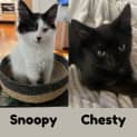 Photo of Snoopy (And Chesty)