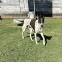 Photo of Spike