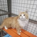 Photo of Chilli