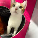 Photo of Sweet Potato
