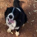 Photo of Alfie