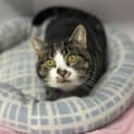 Photo of Kitty
