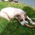 Photo of Biscuit   7 Week Old Staffy X Kelpie X (Trial)
