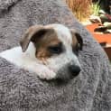 Photo of Biscuit   7 Week Old Staffy X Kelpie X (Trial)