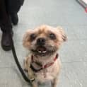 Photo of Teddy