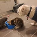 Photo of Maggie Simpson