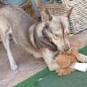 Photo of Marigold 1 Year Old Husky X Kelpie