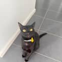 Photo of Jiji