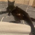 Photo of Jiji