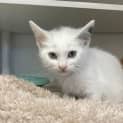 Photo of Dewey