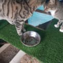 Photo of Horacio Now At Pet Quarters Thornton