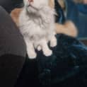 Photo of Ginger