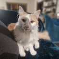 Photo of Ginger