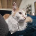 Photo of Ginger