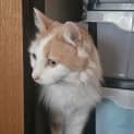Photo of Ginger
