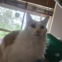 Photo of Ginger