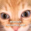 Photo of Winston