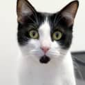 Photo of Moo Moo