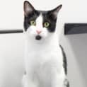 Photo of Moo Moo